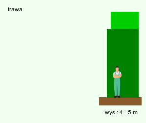 wymagania uprawowe Phyllostachys nigra (filostachys czarny)