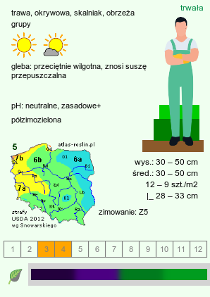 wymagania uprawowe Sesleria sadleriana (sesleria Sadlera)