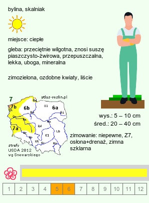 wymagania uprawowe Delosperma nubigenum (słonecznica nubijska)