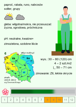 wymagania uprawowe Polystichum polyblepharum (paprotnik orzęsiony)