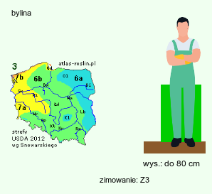 wymagania uprawowe Sanguisorba obtusa (krwiściąg wąskolistny)