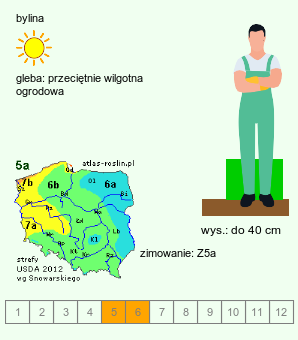 wymagania uprawowe Mentha ×gracilis (mięta imbirowa)