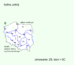 wymagania uprawowe Musa basjoo (banan japoński)