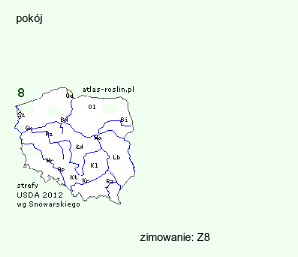 wymagania uprawowe Musella lasiocarpa (bananek chiński)