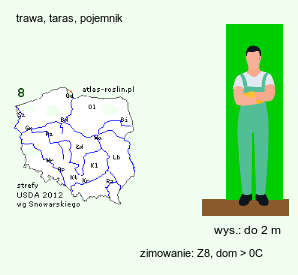 wymagania uprawowe Phormium tenax (tęgosz mocny)