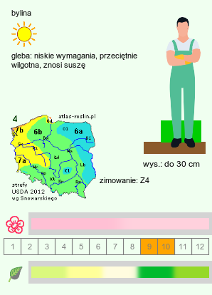 wymagania uprawowe Hylotelephium erythrostictum (rozchodnik białoróżowy)