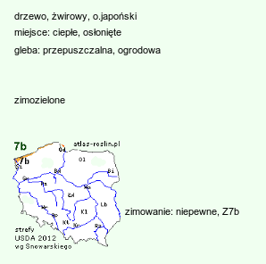 wymagania uprawowe Cedrus deodara (cedr himalajski)