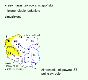 wymagania uprawowe Aucuba japonica (aukuba japońska)