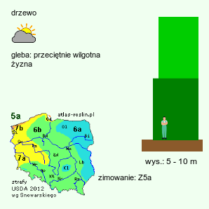 wymagania uprawowe +Aesculus dallimorei (kasztanowiec Dallimorea)