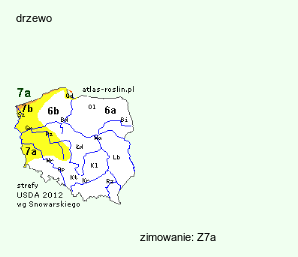 wymagania uprawowe Aesculus indica (kasztanowiec indyjski)