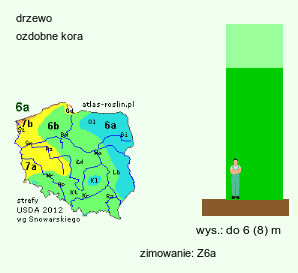 wymagania uprawowe Betula utilis ssp. albosinensis (brzoza białochińska)