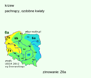 wymagania uprawowe Chionanthus retusus (śniegowiec chiński)