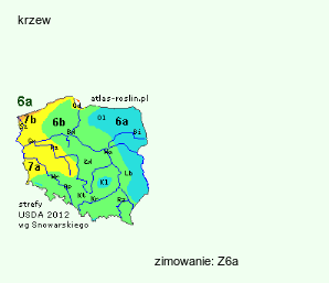 wymagania uprawowe Crataegus tanacetifolia (głóg wrotyczolistny)