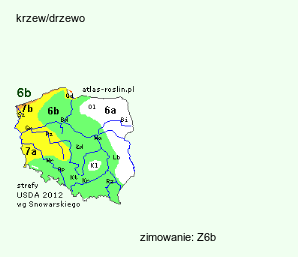 wymagania uprawowe Zanthoxylum simulans (żółtodrzew chiński)