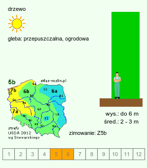 wymagania uprawowe +Laburnocytisus adamii (laburnocytisus Adama)
