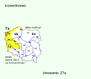 wymagania uprawowe Morus indica (morwa okrągłoklapowa)