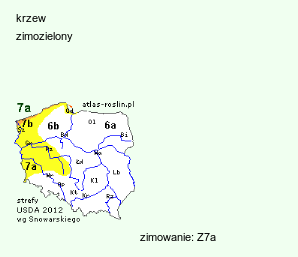 wymagania uprawowe Osmanthus heterophyllus (wończa różnolistna)