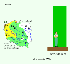 wymagania uprawowe Zelkova serrata (brzostownica japońska)