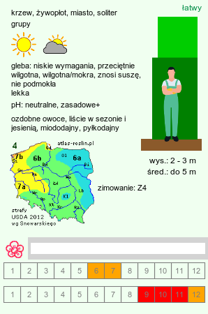 wymagania uprawowe Physocarpus (pęcherznica)