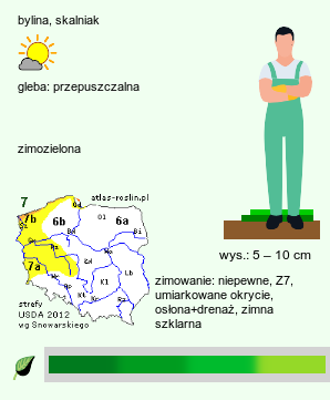 wymagania uprawowe Azorella