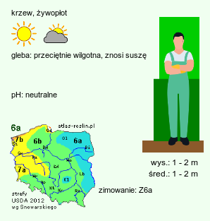 wymagania uprawowe Prunus ×cistena (śliwa dziecięca)