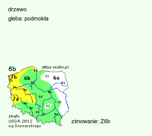 wymagania uprawowe Quercus nigra (dąb wodny)