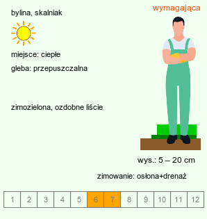 wymagania uprawowe Acantholimon glumaceum (akantolimon błoniasty)