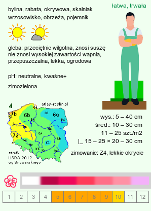 wymagania uprawowe Armeria maritima (zawciąg pospolity)