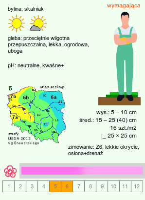 wymagania uprawowe Armeria humilis (zawciąg jałowcolistny)