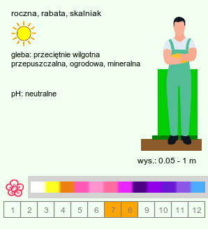 wymagania uprawowe Limonium (zatrwian)