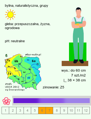 wymagania uprawowe Limonium platyphyllum (zatrwian szerokolistny)