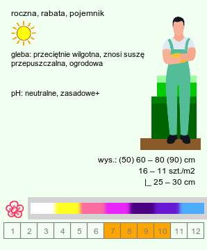 wymagania uprawowe Limonium sinuatum (zatrwian wrębny)