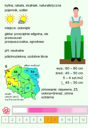 wymagania uprawowe Morina longifolia (morina długolistna)