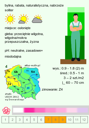 wymagania uprawowe Eutrochium fistulosum (sadziec dęty)