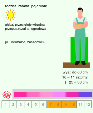 wymagania uprawowe Limonium suworowii (zatrwian Suworowa)