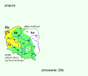 wymagania uprawowe Rubus ulmifolius (jeżyna wiązolistna)