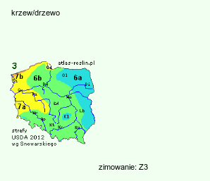 wymagania uprawowe ×Sorbocotoneaster pozdnjakovii (jarzęboirga Pozdnjakova)