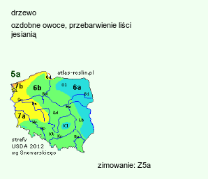 wymagania uprawowe Sorbus commixta (jarząb dalekowschodni)