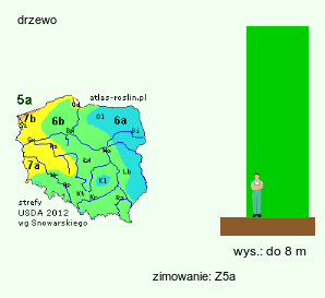 wymagania uprawowe Sorbus decora (jarząb nadobny)