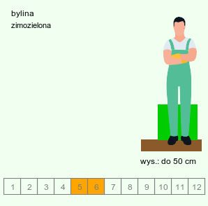 wymagania uprawowe Vincetoxicum schmalhausenii