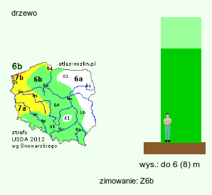 wymagania uprawowe Halesia tetraptera (ośnieża czteroskrzydła)