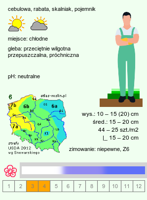 wymagania uprawowe Anemonoides apennina (zawilec apeniński)