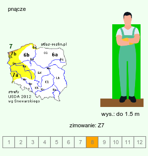 wymagania uprawowe Codonopsis ussuriensis (dzwonkowiec ussuryjski)