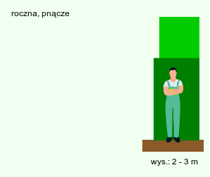 wymagania uprawowe Streptolirion lineare