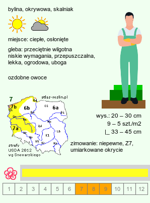 wymagania uprawowe Hypericum calycinum (dziurawiec kielichowaty)