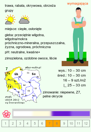 wymagania uprawowe Ophiopogon japonicus (konwalnik japoński)