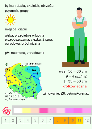 wymagania uprawowe Chrysanthemum ×rubellum (złocień czerwonawy)