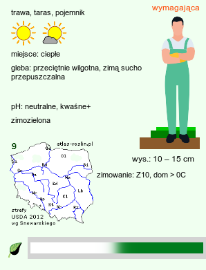 wymagania uprawowe Ficinia truncata