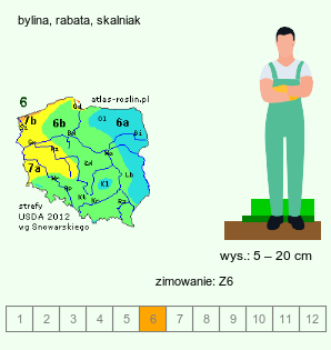 wymagania uprawowe Dianthus pungens (goździk kłujący)