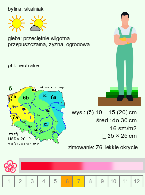 wymagania uprawowe Heuchera pulchella (żurawka nadobna)